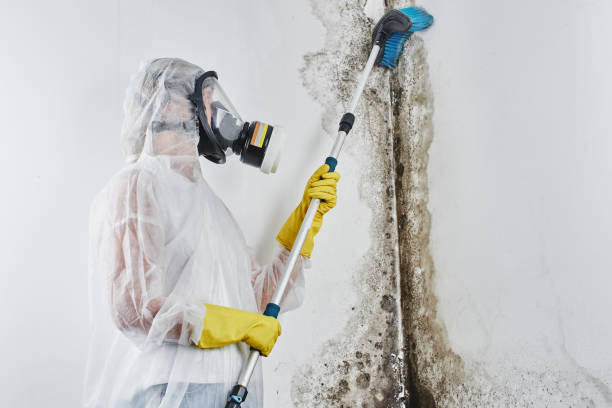 Attic Mold Removal in Parsons, KS