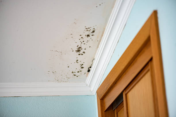 Best Fast Mold Removal  in Parsons, KS