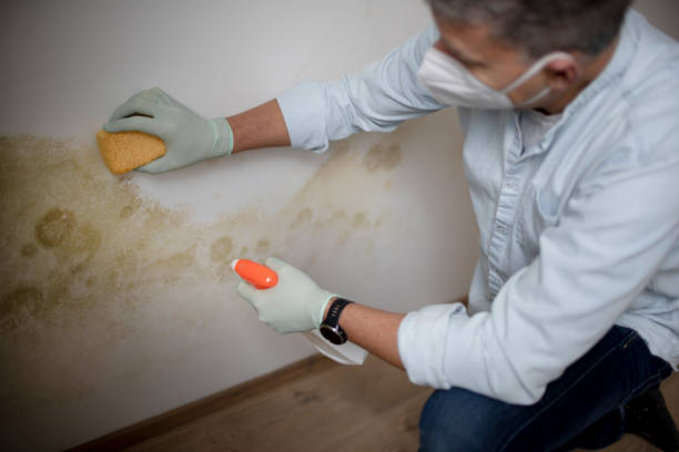 Best Mold Remediation  in Parsons, KS