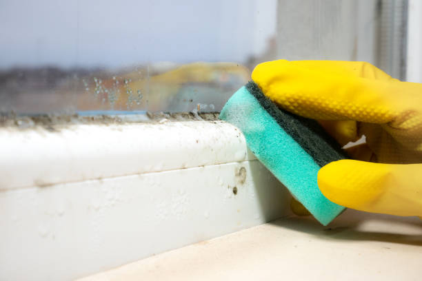 Best Certified Mold Removal  in Parsons, KS