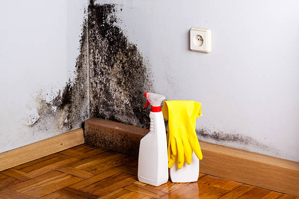  Parsons, KS Mold Removal Pros