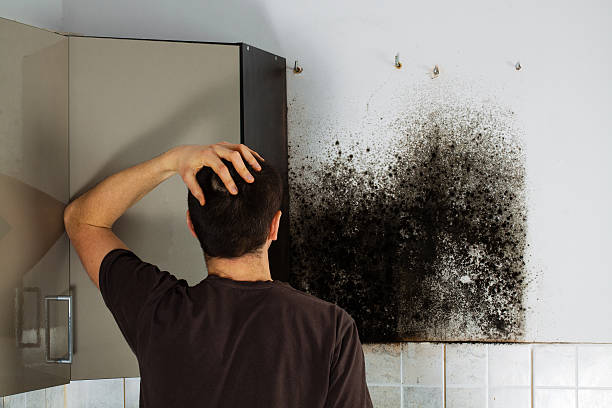 Best Commercial Mold Removal  in Parsons, KS