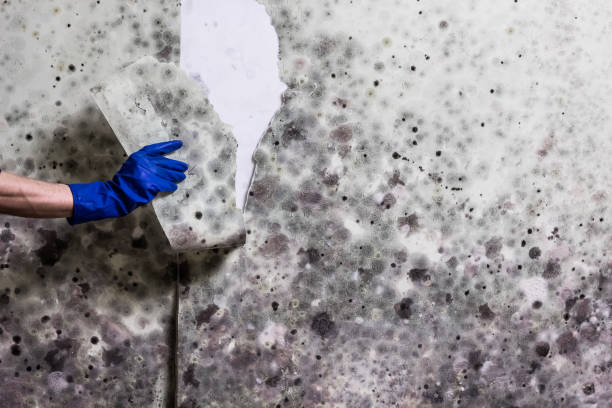 Best Local Mold Removal Service  in Parsons, KS