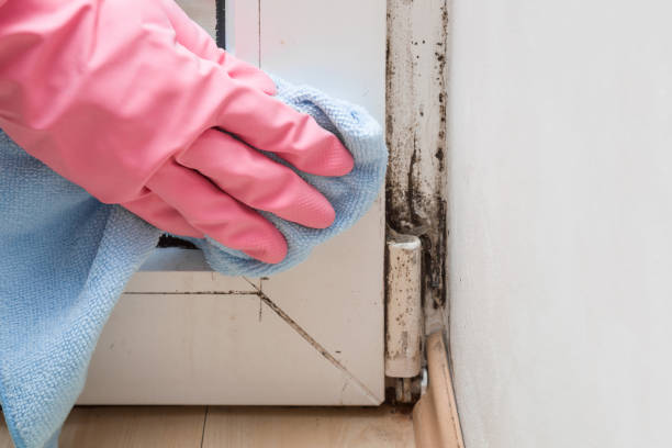 Best Black Mold Removal  in Parsons, KS